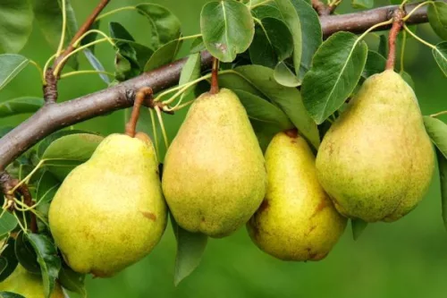 Nobilis Vilmoskörte Pálinka 0,5L